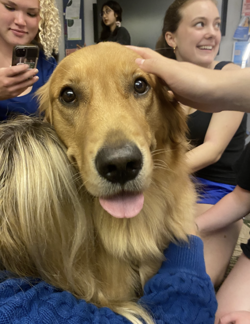 A large golden retriever getting pet by four students