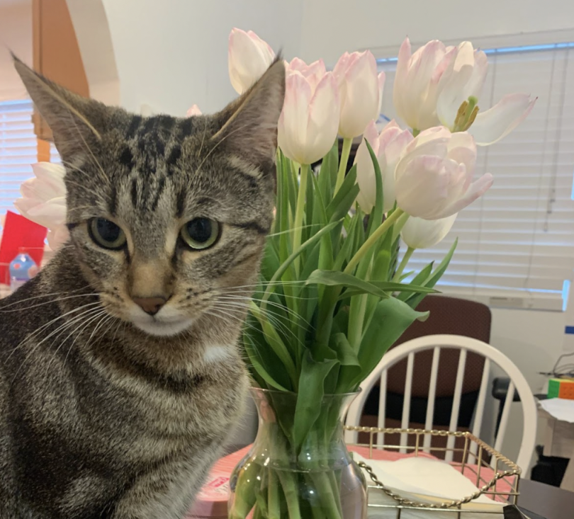 My tabby cat named Flor sits on the dining table next to a vase of tulips as she stares into the distance.