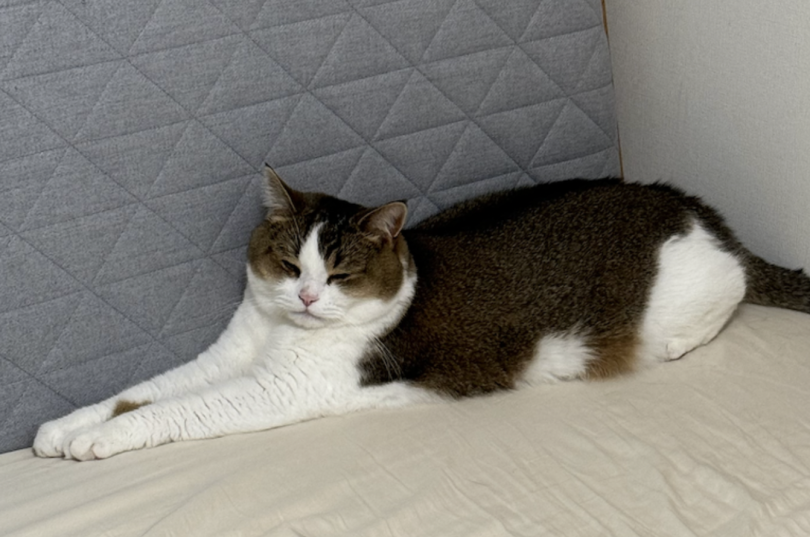 A brown and white colored cat sleeps on the edge of a bed with its arms stretched out.