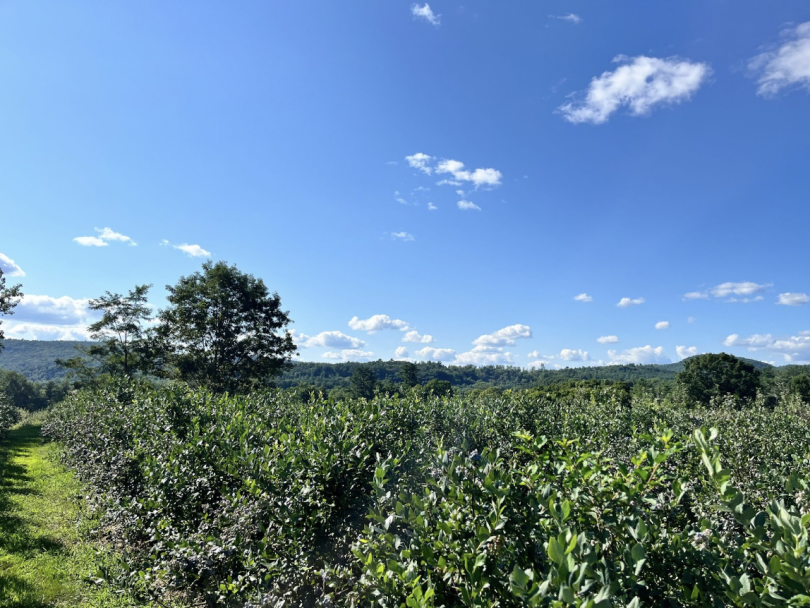 a picture of a blueberry farm on a very sunny day. The foreground is taken up entirely by thick blueberry bushes, and the background shows rolling hills in front of a clear blue sky.