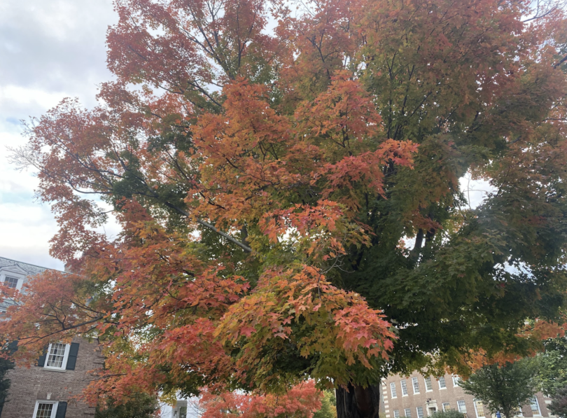 college street foliage