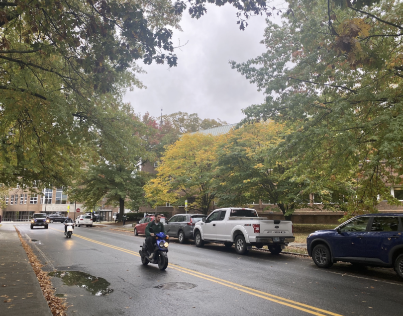 Webster ave foliage