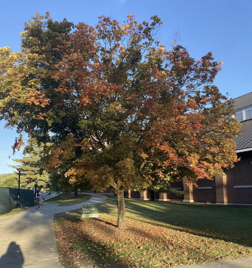 alumni foliage