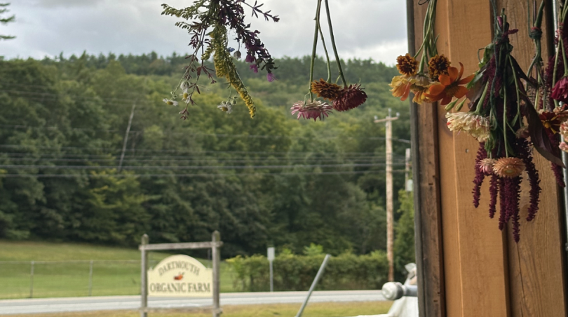 Dried flowers hang from the upper edge of the image, in the distance is the O-Farm's entrance sign, labeled "Dartmouth Organic Farm", and the forest further back.