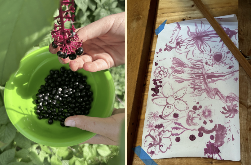 LEFT: Pokeberries are toxic to humans, but make a vibrant purple ink. RIGHT: A hand is picking dark purple pokeberries from the stem, into a green bowl below.