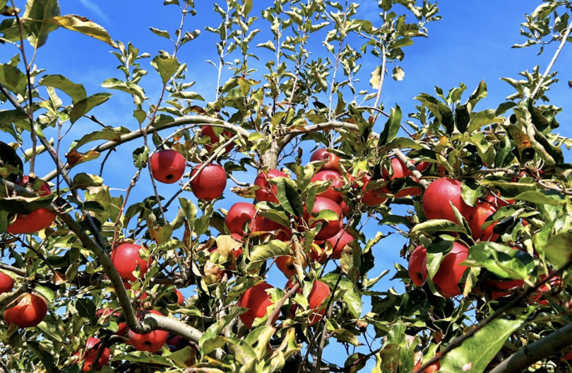 apples