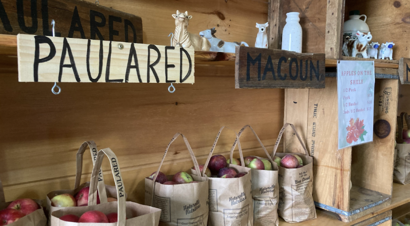 A two-tiered shelf, with the bottom shelf full of bags of already picked apples, two signs hang over the lower shelf labeled "Paulared" and "Macoun", which are apple varieties. The upper shelf decorated with cow figurines