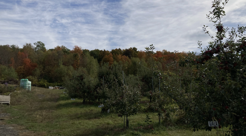 Trees are lined up in parallel rows. The frontmost row has a sign labeled "GALA", an apple variety.