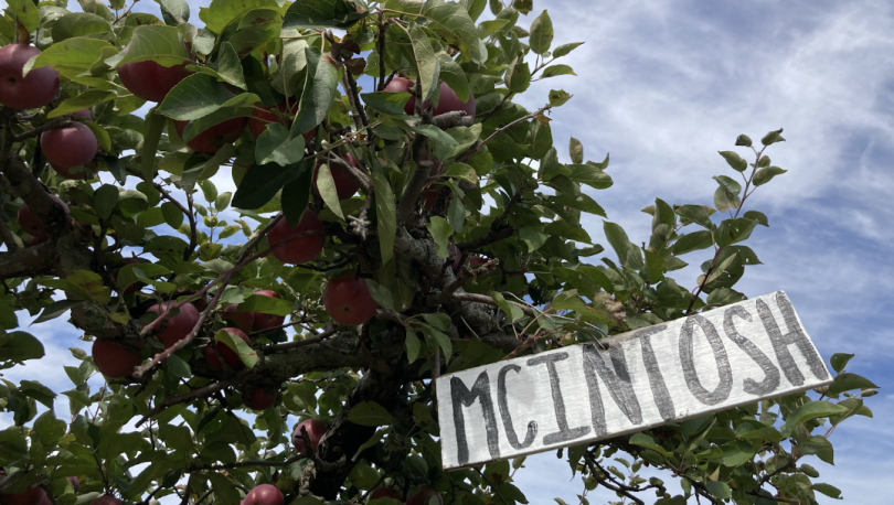 A view of an apple tree and a black and white sign labeled "MCINTOSH" against the sky