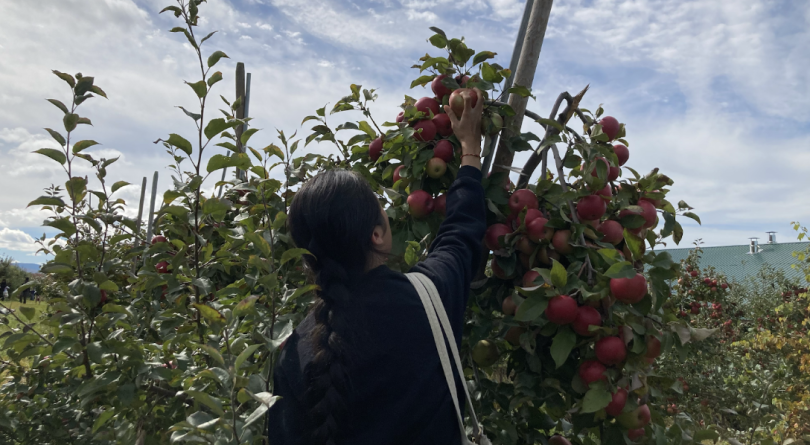 A person reaches up to pick an apple from the tree