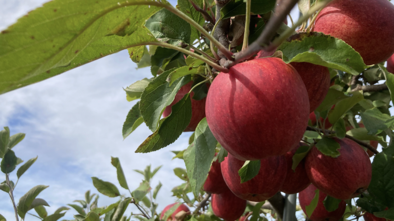 A close up shot of an apple tree branch, the apples are bright red against the sky