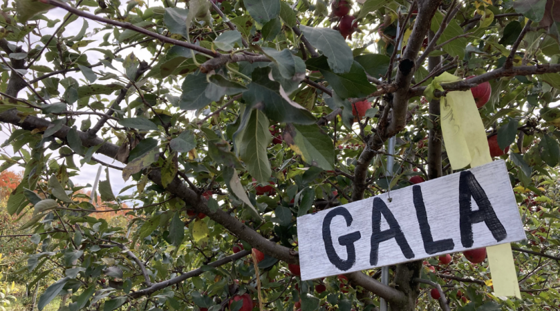 A black and white sign labeled "GALA" hangs from an apple tree