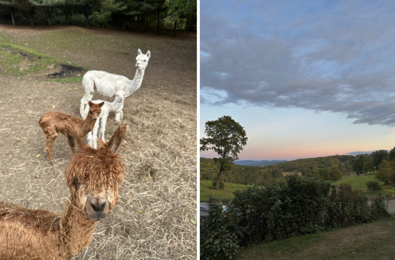 alpaca farm