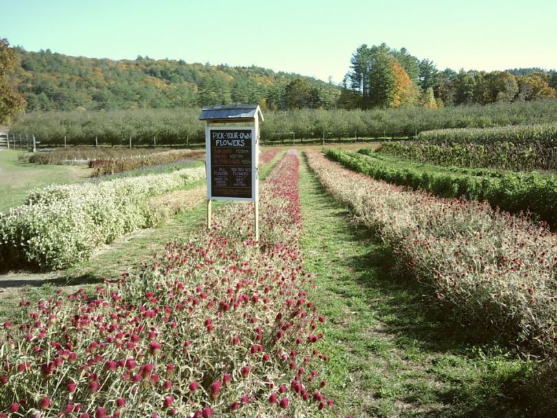 Field of red flowers with a sign that reads "Pick your own flowers"