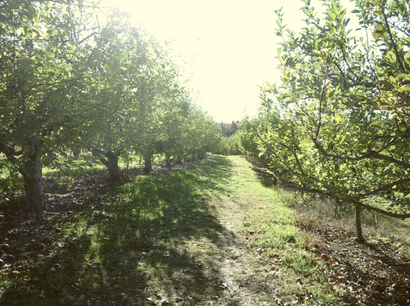 Green apple trees standing alongside a grassy path.