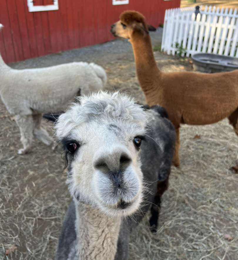 A photo of one of the alpacas.