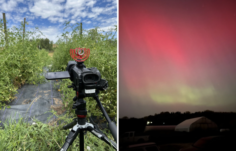 A black camera sits on a tripod stand in the bottom right corner of the image. The camera faces in between two beds of cherry tomatoes on the left and right while the sky is cloudy above. Bright pink and green colors fill the skill during the aurora borea