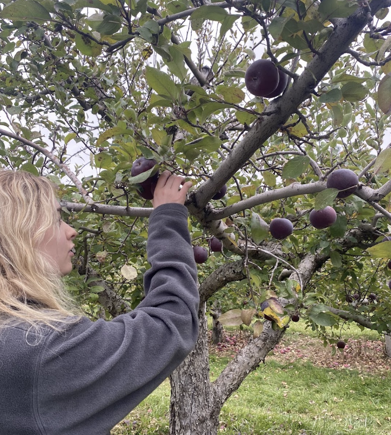 Apple picking Maeve! 