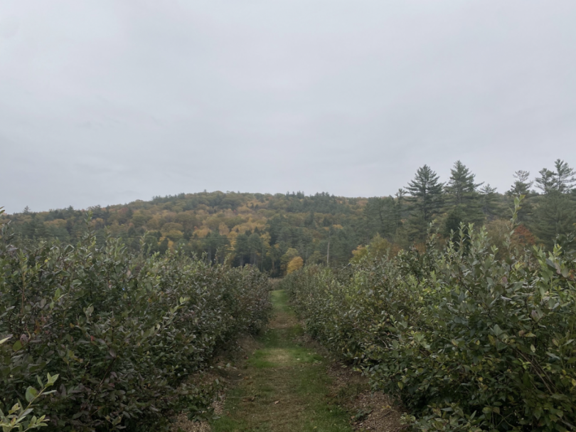 Two rows of bushes with a path between them. Mountains covered in yellow and green trees in the background.