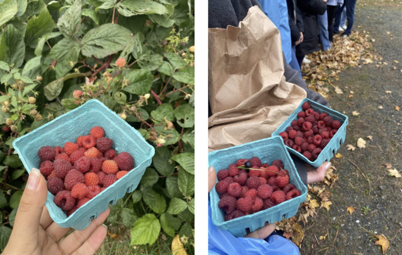 Two berry boxed filled with raspberries