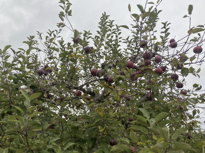 Close up of a tree full of apples