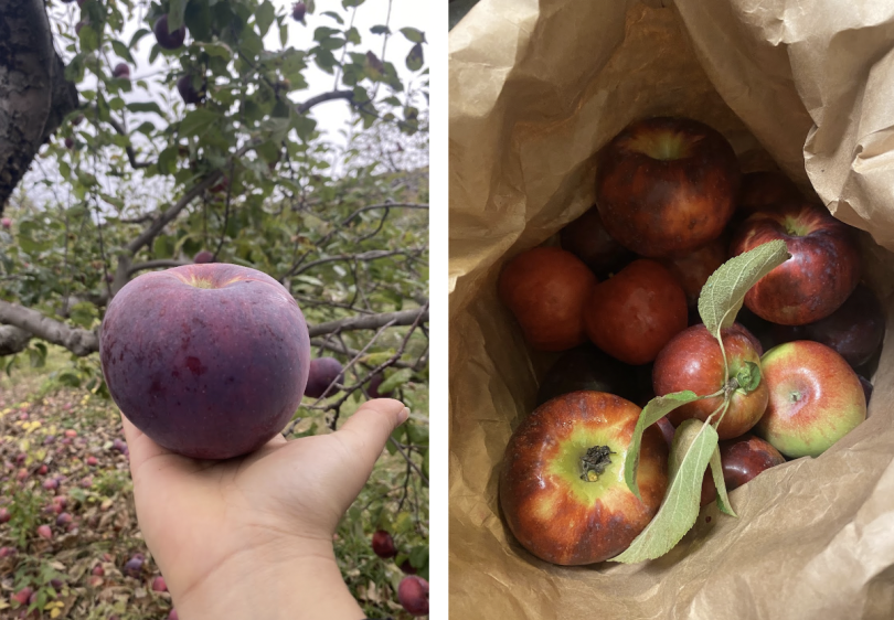 A large red apple sitting on the palm of a hand. Apple trees in the background. AND A paper bag filled with red apples.