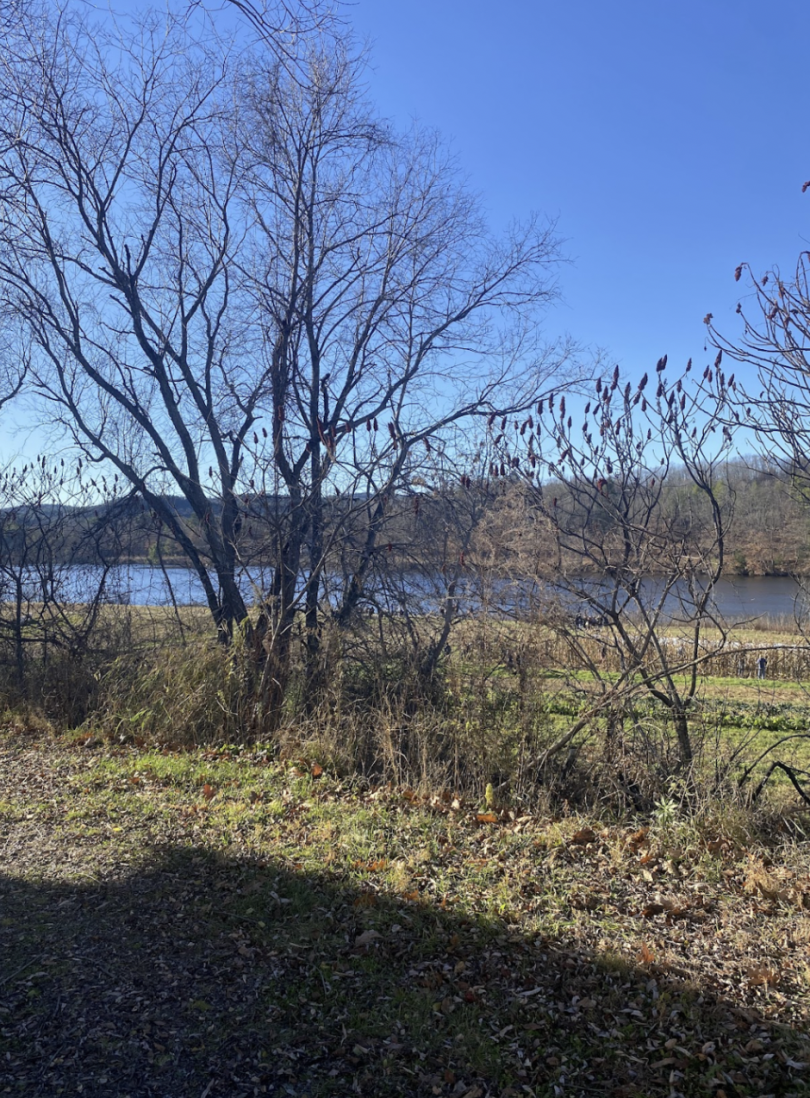 Trees on a riverbank with the river in the background. Beyond the river, there are mountains.