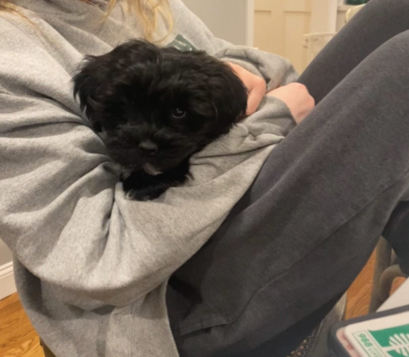 A tiny, fluffy black puppy snuggled up in girl's oversized sweatshirt