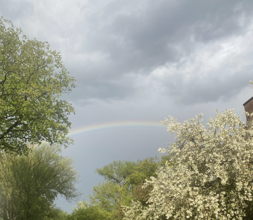 rainbow over green trees