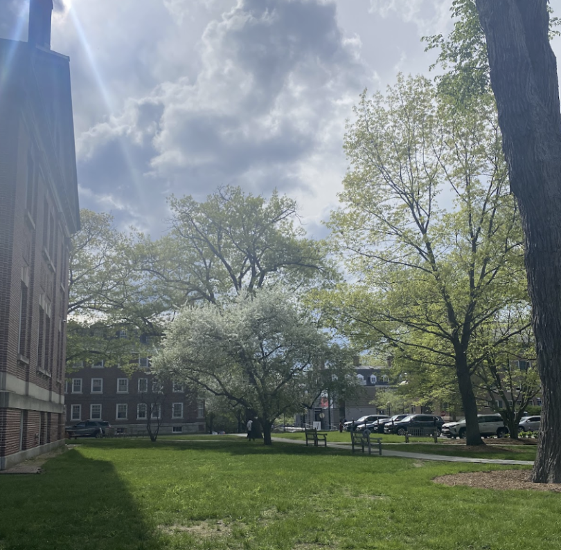 blooming trees in the spring