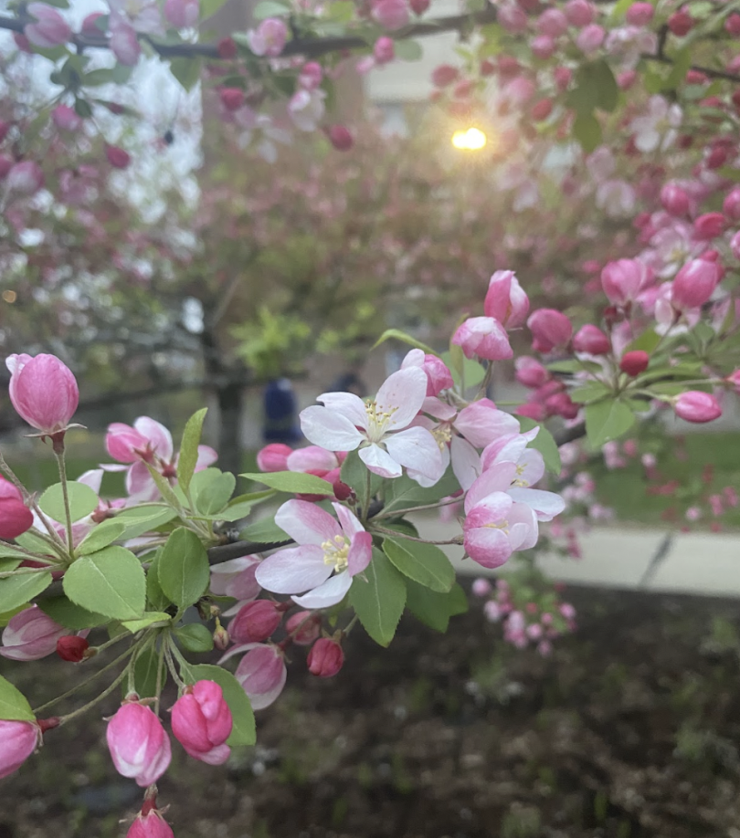 blooming pink flowers