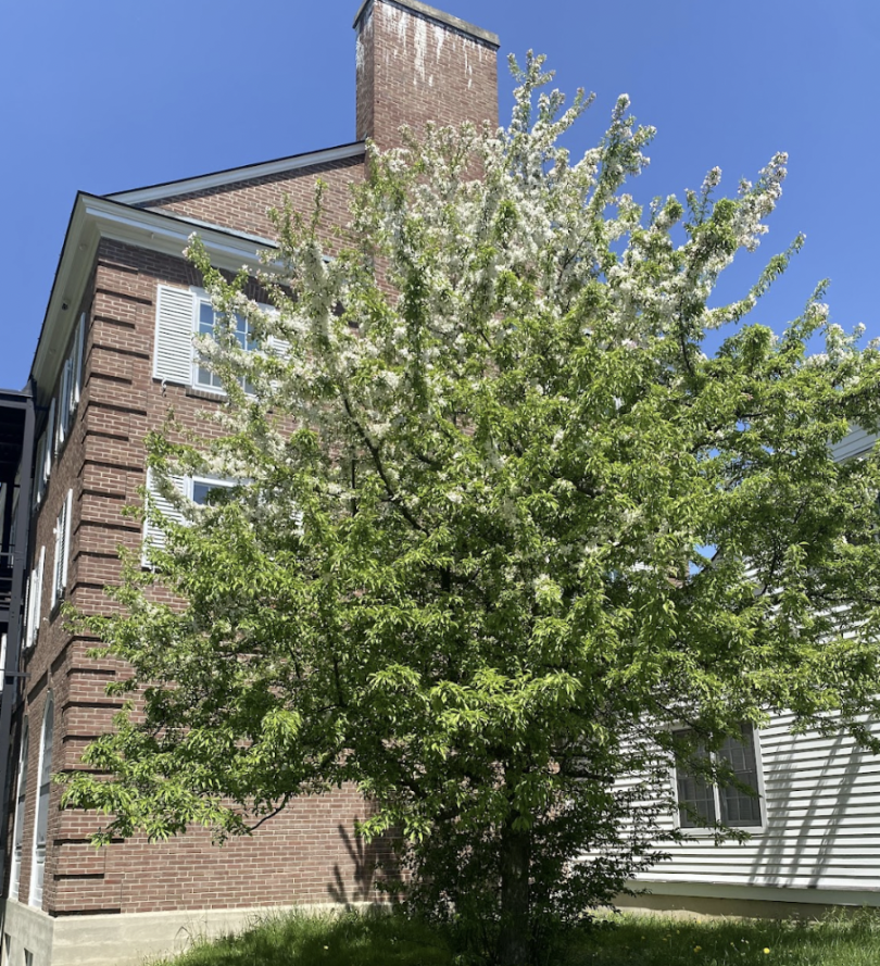 blooming tree
