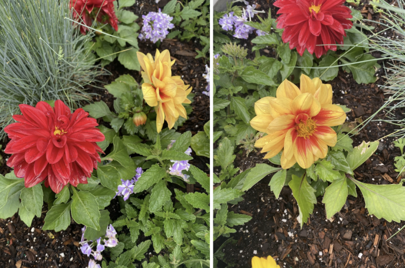 blooming red and orange flowers