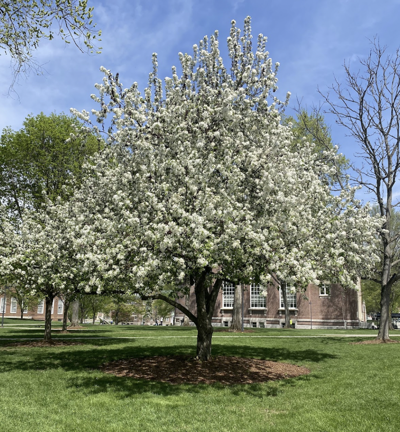 picturesque tree outside of baker library