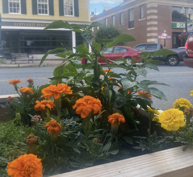 orange and yellow flowers