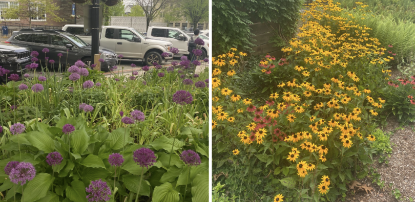 purple and yellow flowers
