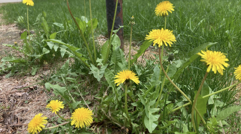 A cluster of bright yellow dandelions against a background of green grass