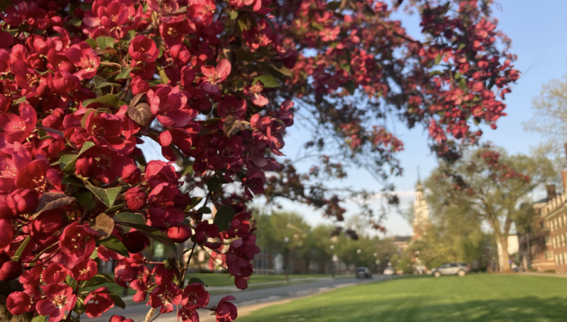 Branches covered in small 5-petaled red flowers stretch from the right side of the image, to Tuck Mall, Baker Berry Library, and the Gold Coast Lawn downs in the background