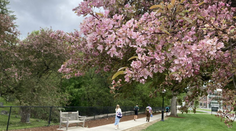 Branches of pink crabapple flowers hang from the upper right corner of the screen. In the background, students walk along a pavement next to the cemetery fence.
