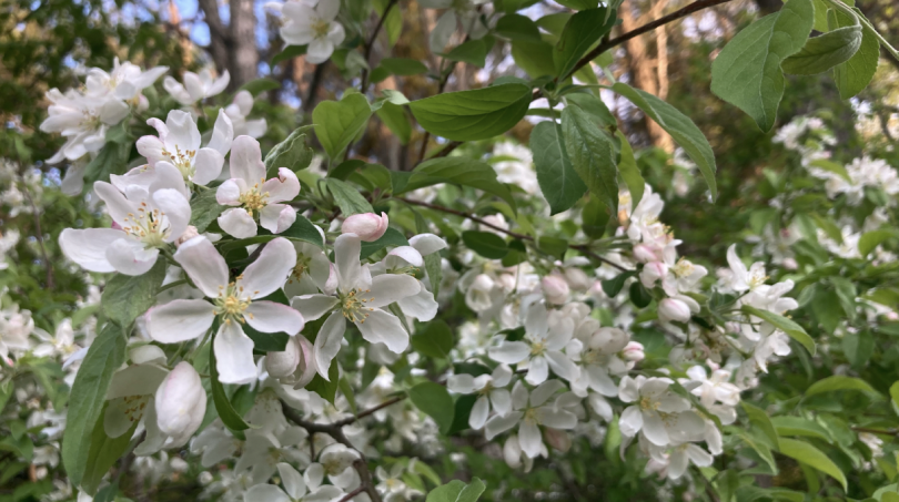 Branches of white and light pink tipped 5-petaled flowers and oblong green leave