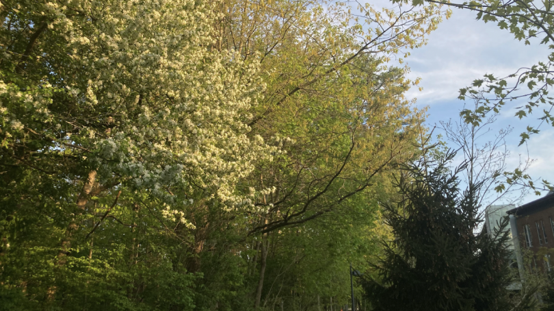 Warm light shines on the tree canopy. To the left is a tree with small white flowers, the background is lush greenery, and to the bottom right is the crown of a pine tree. 