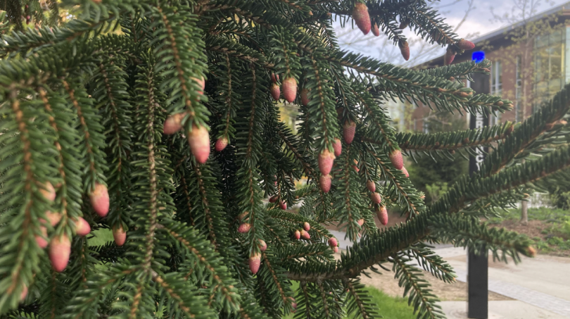 Small pink pinecones hang off the tips of dark green pine tree branches.
