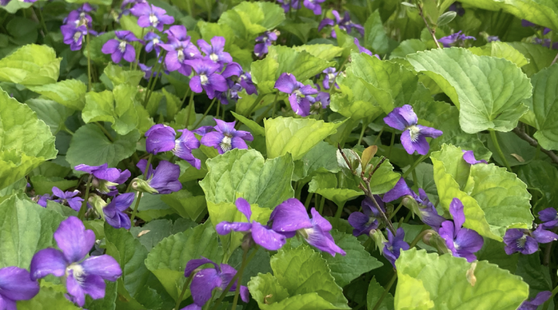 Purple 5-petaled flowers dotted among wide heart-shaped leaves with serrated edges.