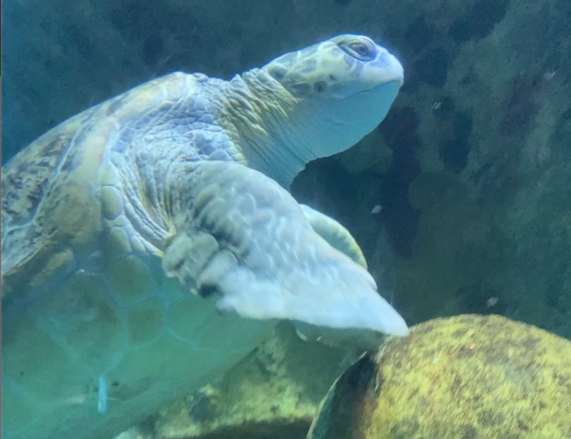 Sea Turtle at the New England Aquarium