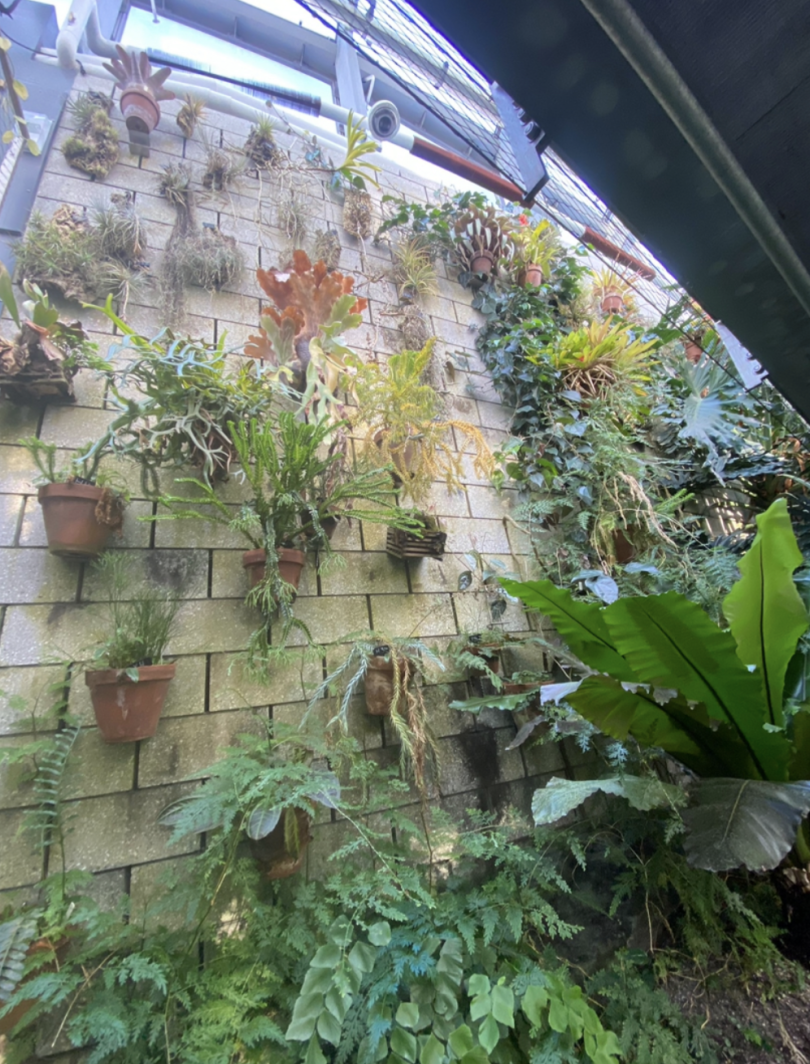 A picture of a wall of hanging succulents and potted plants. Different shapes and vibrant colors like green, yellow and red are on display.
