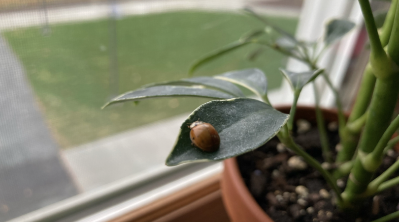 A ladybug sits on a leaf of a houseplant in my dorm. 