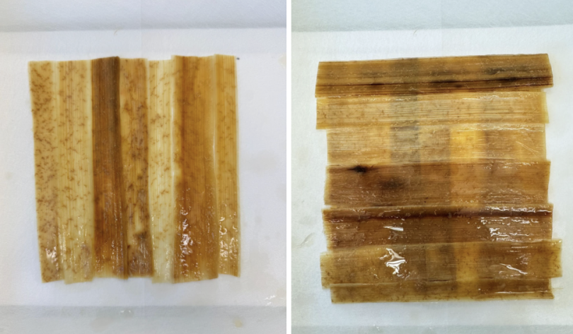 Left photo of strips of papyrus placed vertically in a white plastic tub. Right photo of a horizontal layer of papyrus strips added on top of the vertical strips.
