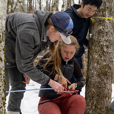 A photo of students on the Sugar Crew working on sap lines in a sugarbush