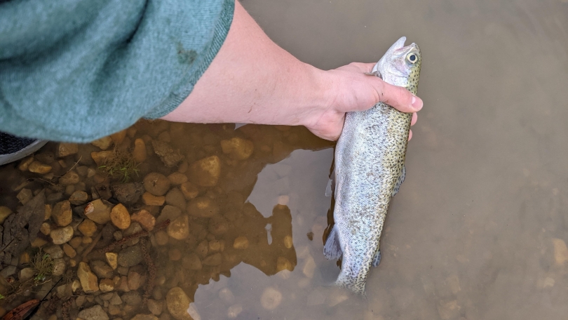 A rainbow trout! He tasted great. 