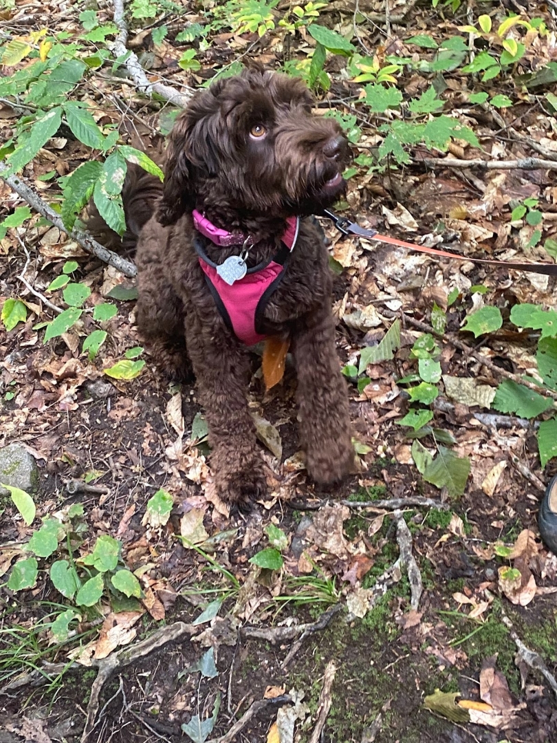 A fluffy brown dog with a pink collar and leash.